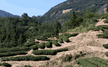 'Đặc sản vàng' đắt ngang biệt thự ở Trung Quốc