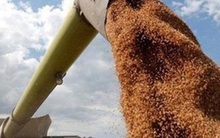 Giá nông sản toàn cầu dự báo tăng mạnh