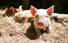 Phá bài toán khó 100 năm của thế giới, 2 DN Việt Nam được cấp phép thương mại vắc xin dịch tả lợn châu Phi trên cả nước, trong đó có 1 công ty liên quan gia đình ông Bùi Thành Nhơn