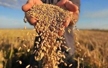 Xuất khẩu “hạt ngọc trời” tăng trưởng cao nhất 10 năm, nhóm cổ phiếu ngành gạo bứt phá, thậm chí phá đỉnh lịch sử