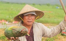 Rơi nước mắt cảnh dưa hấu của nông dân Gia Lai vứt đầy đường