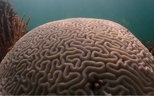 San hô bị tẩy trắng và chết hàng loạt, hé lộ hiện trạng đáng sợ dưới đáy biển sâu