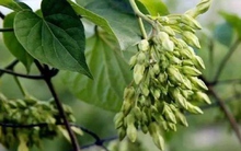 Loại rau giá rẻ là ‘thuốc quý trời ban’, mùa hè bán đầy ngoài chợ nhưng ít người biết