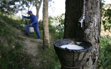 Nửa đầu 2023: Cùng có 'sản vật' quý giá, láng giềng bán được 187 triệu USD, Việt Nam thu về 1,05 tỷ USD