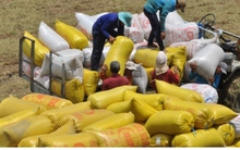 Lúa được mùa, được giá doanh nghiệp đổ xô thu mua để xuất khẩu