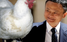 Cô gái quê gửi tặng Jack Ma một con gà mái để đổi lại một suất học bổng đại học: Kỳ tích xuất hiện!