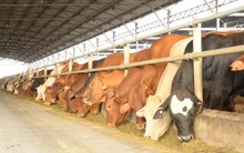 Tỷ phú Trần Đình Long tính thu hẹp mảng bò dù "cứ 2 con bò Úc ở Việt Nam thì có 1 con của Hòa Phát"