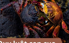 Bài học đắt giá từ “trường đời” không phải ai cũng biết: Nắm chắc quy luật con cua, nấm và bọ chét trong tay, thành công là chuyện sớm muộn