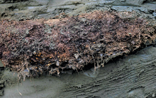 Sinh vật tuyệt chủng sống dậy sau 46.000 năm đóng băng ở Nga