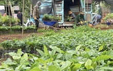 Cà phê nhân Tây Nguyên lập đỉnh giá, cà phê giống "cháy hàng"