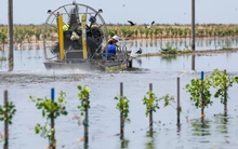 Mỹ: Các hồ lớn ở California đã trở lại, Hồ ma Tulare đang đòi lại phần đất của mình.