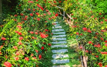 Mê đắm vườn mẫu đơn đỏ rực giữa lưng chừng đồi, chụp ảnh như tiên cảnh ở ngoại thành Hà Nội
