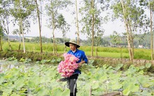 Chàng trai 9x bỏ phố về quê trồng sen, đếm hoa thu tiền