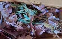 Cất giữ tiền tiết kiệm cả đời trong chiếc hộp cũ, cụ bà đau đớn khi mở ra sau thời gian dài