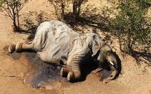 Voi không có kẻ thù tự nhiên và không bị ung thư, tại sao không có con nào có thể sống đến lúc chết già tự nhiên?