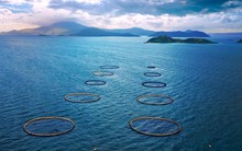 Công ty nuôi cá chẽm trên biển Nha Trang của sáng lập người Mỹ vừa huy động hơn 350 tỷ từ ADB