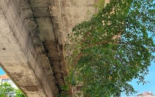 Cám cảnh cây xanh Hà Nội còi cọc 'đụng' gầm đường trên cao