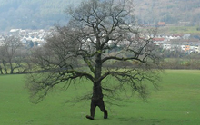 Bí ẩn loài cây duy nhất trên thế giới có thể "đi bộ": Bộ rễ cao bất thường, đi được 20m/năm?