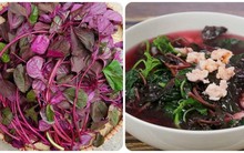 Loại rau quê quen thuộc tại Việt Nam được thế giới gọi là 'rau trường thọ'