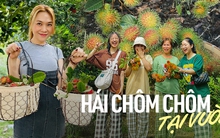 Chôm chôm vào mùa và danh sách các vườn vừa cho vào tham quan kết hợp dã ngoại, vừa được tự tay hái