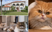 7 chú mèo thừa kế hơn 7 tỷ đồng sau khi chủ qua đời: Hàng trăm người tranh quyền nhận nuôi