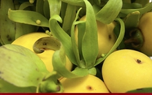 Chị em mê mẩn, thị sáp mini đầu mùa ‘cháy hàng’