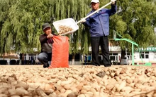 Điểm danh các mặt hàng nông sản xuất khẩu tỷ USD trong 6 tháng đầu năm, quán quân tăng mạnh đến 182%