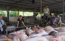 Giá heo hơi tăng cao, vì sao người chăn nuôi vẫn khó tái đàn?