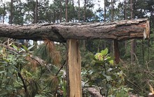 Chấm dứt chuyển nhượng dự án Sân golf và khu nghỉ dưỡng Đà Lạt