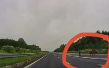 CLIP: Giật mình đàn bò đi trên cao tốc TP HCM - Long Thành - Dầu Giây