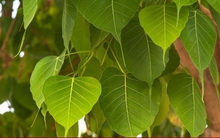 Có nên trồng cây bồ đề trước nhà?