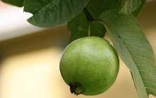 Loại quả giá chỉ 20.000 đồng/kg, “bổ” từ quả đến lá, pha trà hoặc ép nước uống phòng ung thư, tốt cho tim