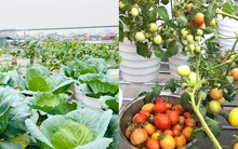 Cận cảnh khu vườn sân thượng rộng 44m2 có đủ loại cây trái, chủ nhân tiết lộ thứ tốn nhất khi trồng trọt