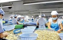 Bị lừa khi xuất khẩu: Vì sao nhiều doanh nghiệp Việt liên tục sập bẫy?