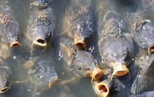 Loài cá châu Á có thể nhảy cao tới 3m đang xâm lấn khiến nước Mỹ đòi chặn đứng đường di cư