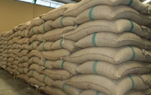 Vượt qua Indonesia, một quốc gia châu Âu tăng nhập khẩu 'hạt vàng hạt bạc' của Việt Nam hơn 7.000% trong 7 tháng đầu năm