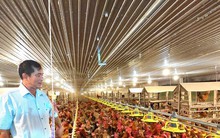 Thành tỷ phú nhờ nuôi gà công nghệ cao