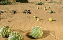 Vì sao không phải ai cũng có thể ăn dưa hấu mọc giữa sa mạc?