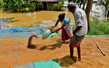 Lo ngại hiệu ứng domino về lệnh cấm xuất khẩu gạo