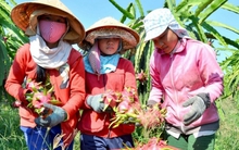 Đứng thứ 3 về kim ngạch xuất khẩu trong nhóm nông lâm thuỷ sản, mặt hàng này liên tục đạt kỷ lục