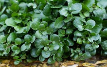 Loại rau được CDC Mỹ công nhận là thực phẩm lành mạnh nhất thế giới, giá cực rẻ, lại rất sẵn tại Việt Nam