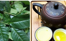 Chè xanh rất tốt nhưng lại ‘đại kỵ’ với những người này