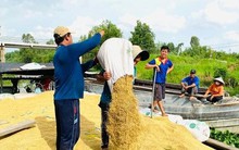 Giá gạo tăng từng ngày, Bộ Công Thương có động thái mới