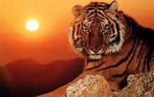 Từ 15/8, 4 con giáp rủng rỉnh tài lộc, sự nghiệp 1 bước lên mây