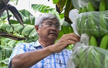 'Vua chuối' kể chuyện tiếp cận thị trường Nhật Bản và khắc phục sự cố khi xuất khẩu