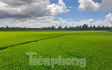 Chưa từng có: Lúa mới được 1 tháng tuổi 'cò' đã đặt cọc