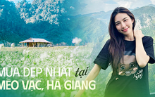 Khám phá Mèo Vạc, Hà Giang vào mùa đẹp nhất trong năm, đến Hoa hậu Thùy Tiên và Quang Linh Vlogs phải lặng người vì quá đẹp