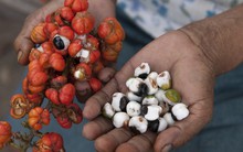 Loại hạt chứa nhiều caffein nhất không phải là cà phê