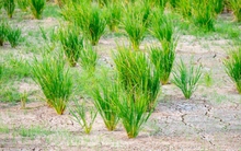 Đang khắc phục hậu quả mưa lũ, Trung Quốc lại đối mặt với hạn hán