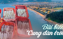 Ở miền Trung có một bãi biển tên gọi mỹ miều, sở hữu bờ cát trắng hình dáng độc nhất vô nhị